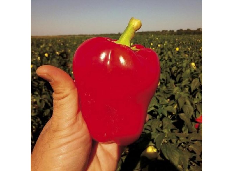 Семена перца Фиджи (Родна) F1 (250сем.), Libra Seeds (Erste Zaden) Семена перца Фиджи (Родна) F1 (250сем.), Libra Seeds (Erste Zaden)